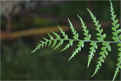 Pityrogramma calomelanos